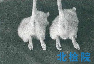<a href=http://www.zixingxuexiao.com/keyan/dongwushiyan/ target=_blank class=infotextkey>動物試驗</a>項目及報告