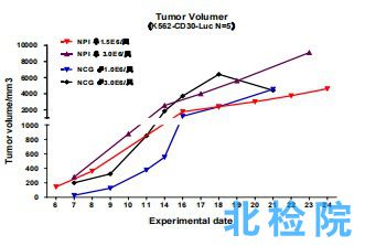 圖5.K562-CD30-Luc細胞皮下成瘤實驗